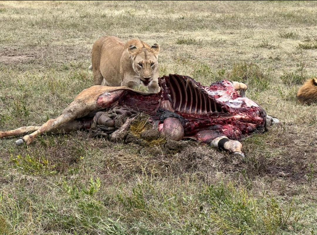 Image number 1 for 3-Day Comfort Safari At Tarangire, Ngorongoro & Manyara