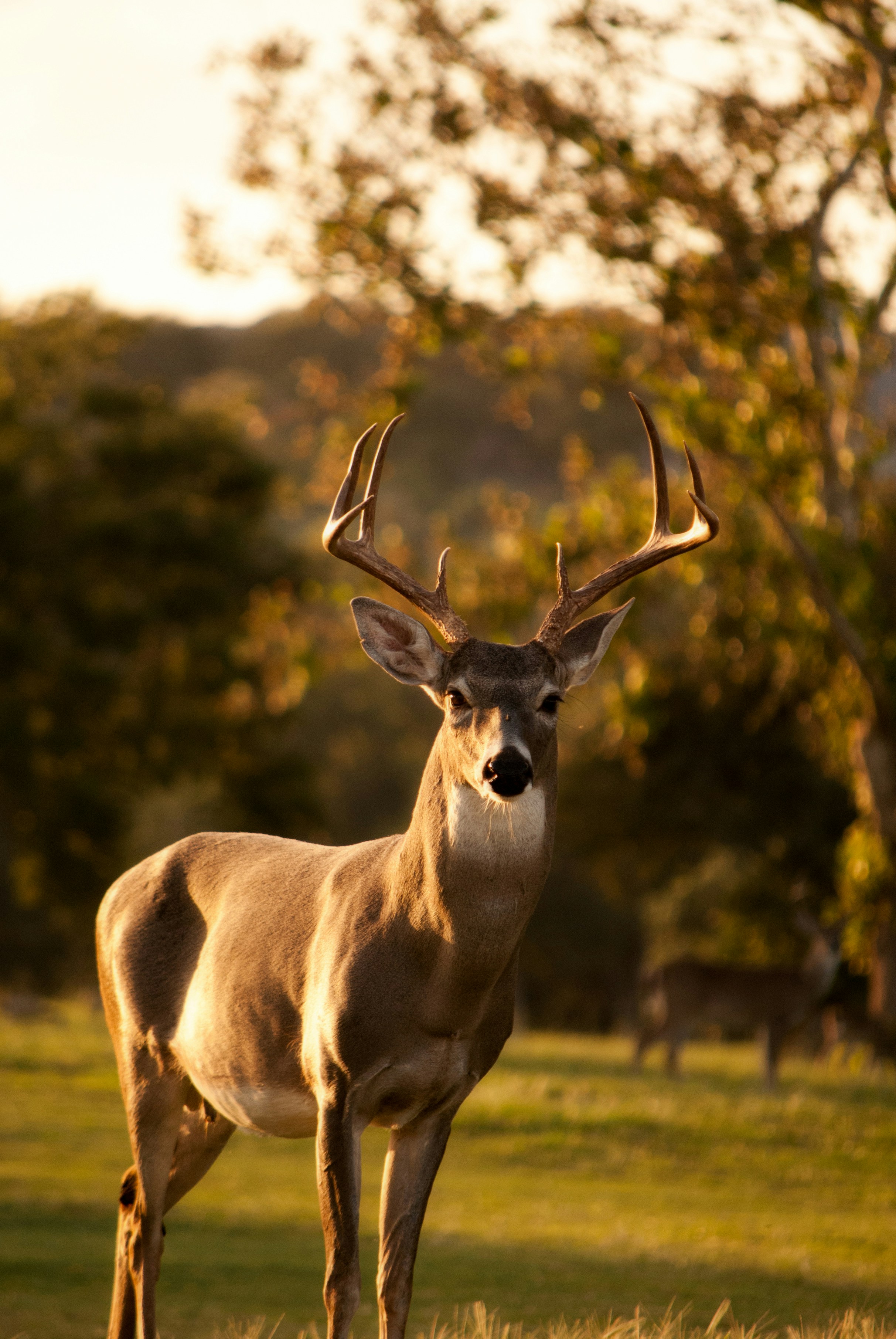 Image number 2 for Tanzania Safari