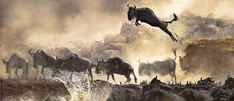 Image number 2 for 8-Day Tanzania Family Safari With Luxury And Adventure