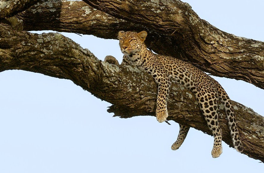 Image number 3 for 4 Day Tanzania Camping Safari