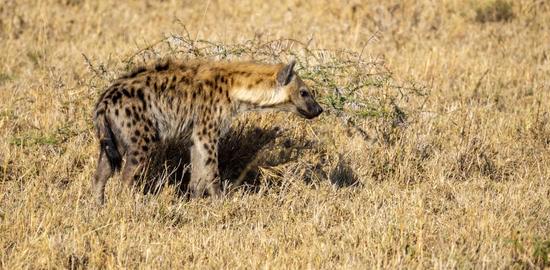 Image number 3 for 5-Day Mid Range Tanzania Safaris