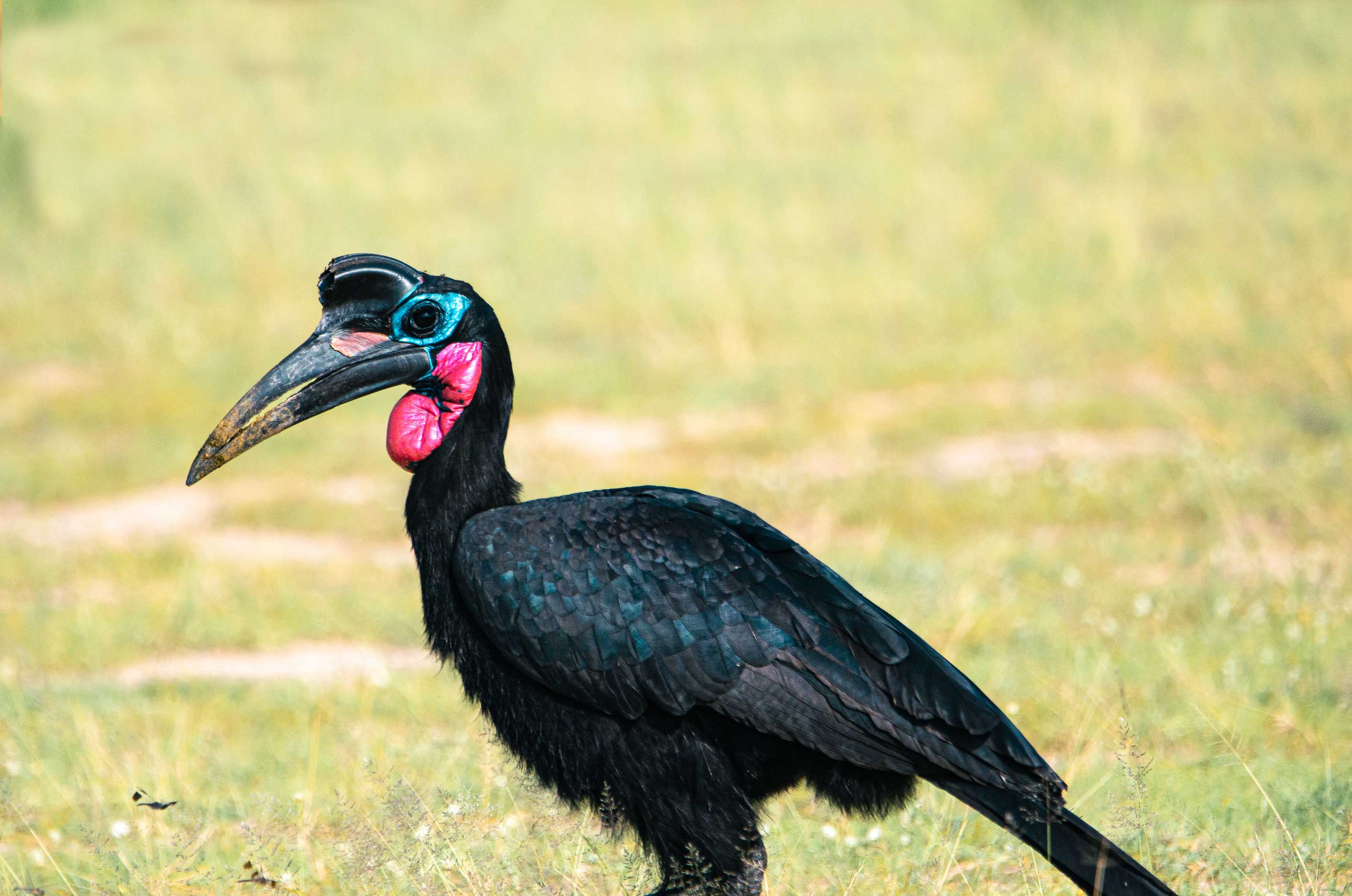 Image number 4 for 3 Day Murchison Falls Safari Uganda