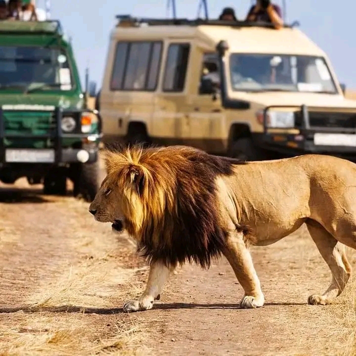 background image for - 5 Days private safari in Northern Circuit 