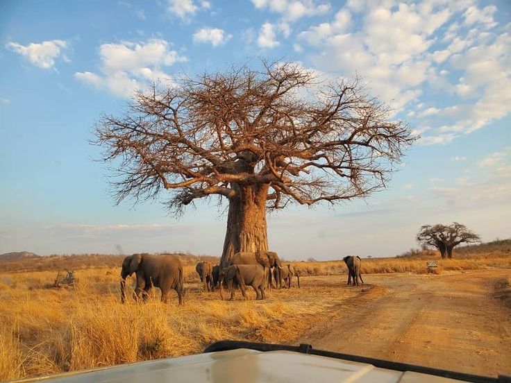 Image number 10 for 5-Day Safari – whispers Of The Wild