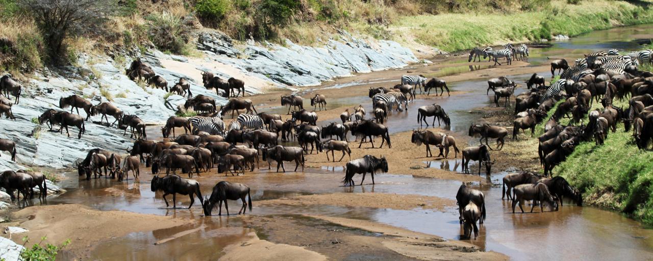 Image number 4 for 5 Days 4 Nights Serengeti,lake Manyara, Tarangire & Ngorongoro Crater