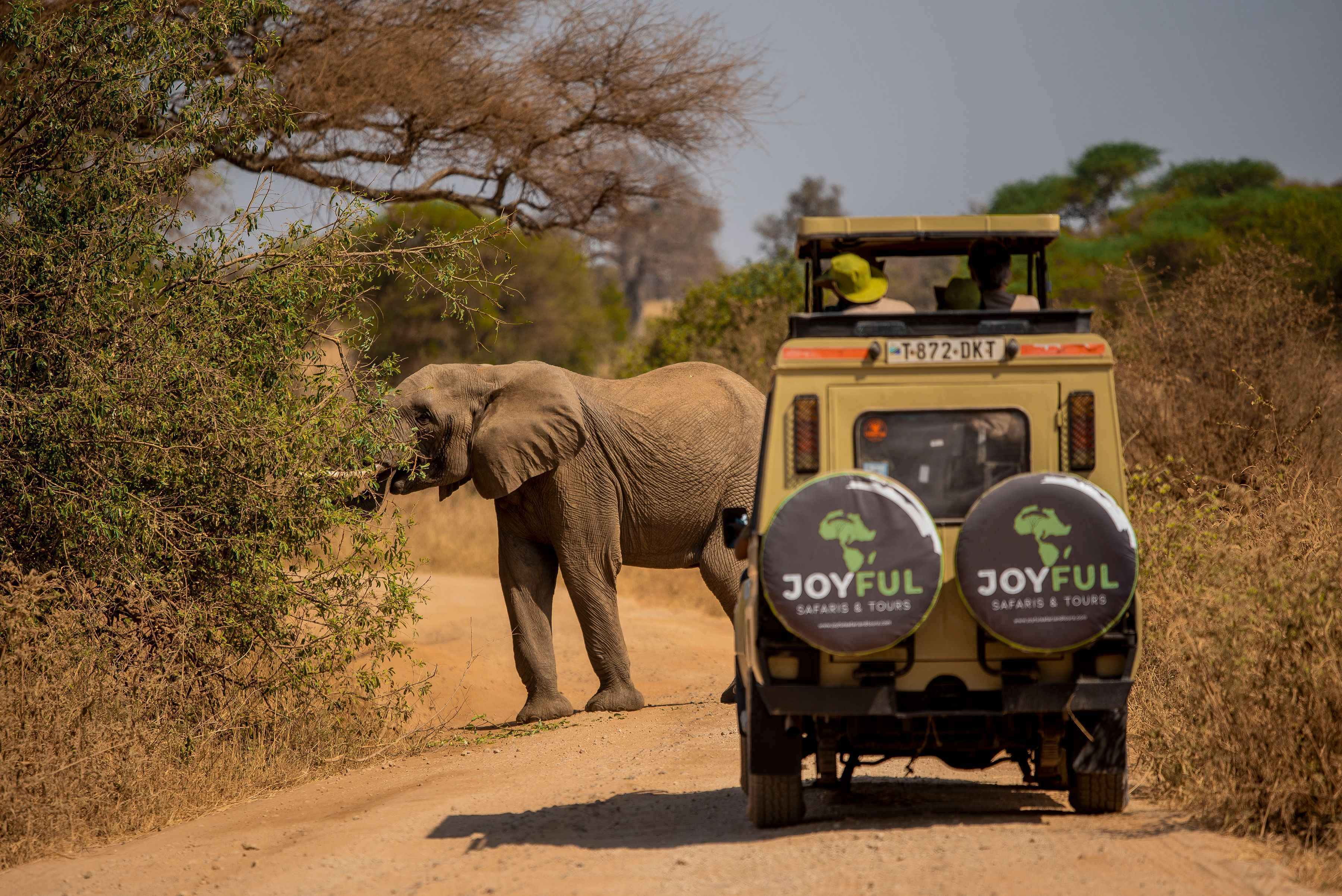 background image for - Tanzania Safari, Culture, Materuni Waterfalls Coffee Tour