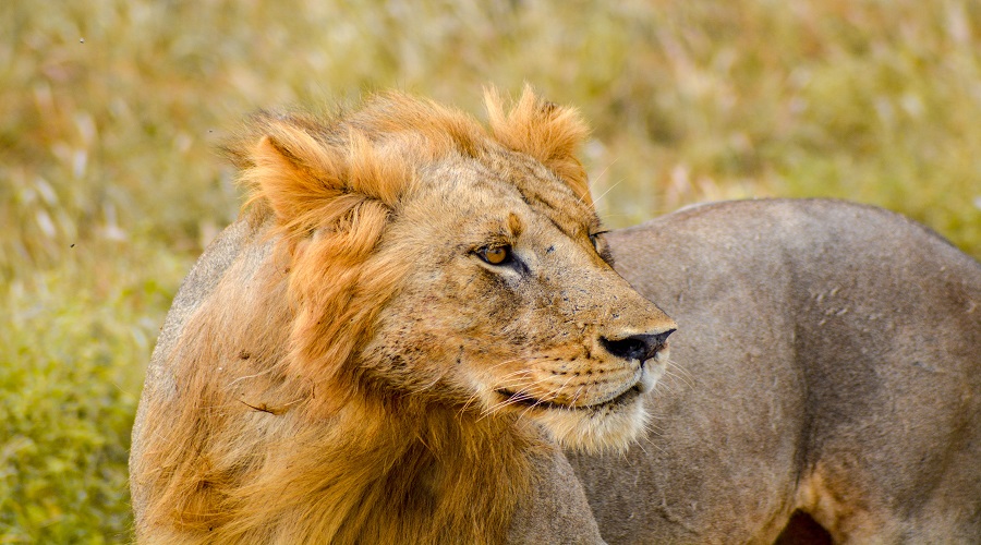 Image number 3 for Day Trip Safari From Dar Es Salaam To Mikumi Via Sgr