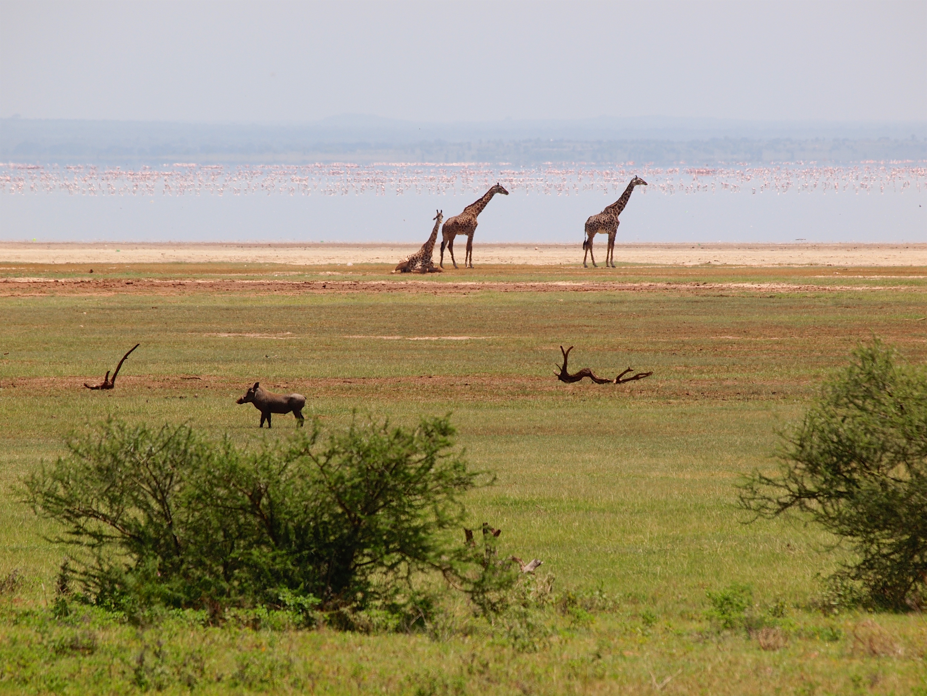 background image for - 2 Days Safari Tour