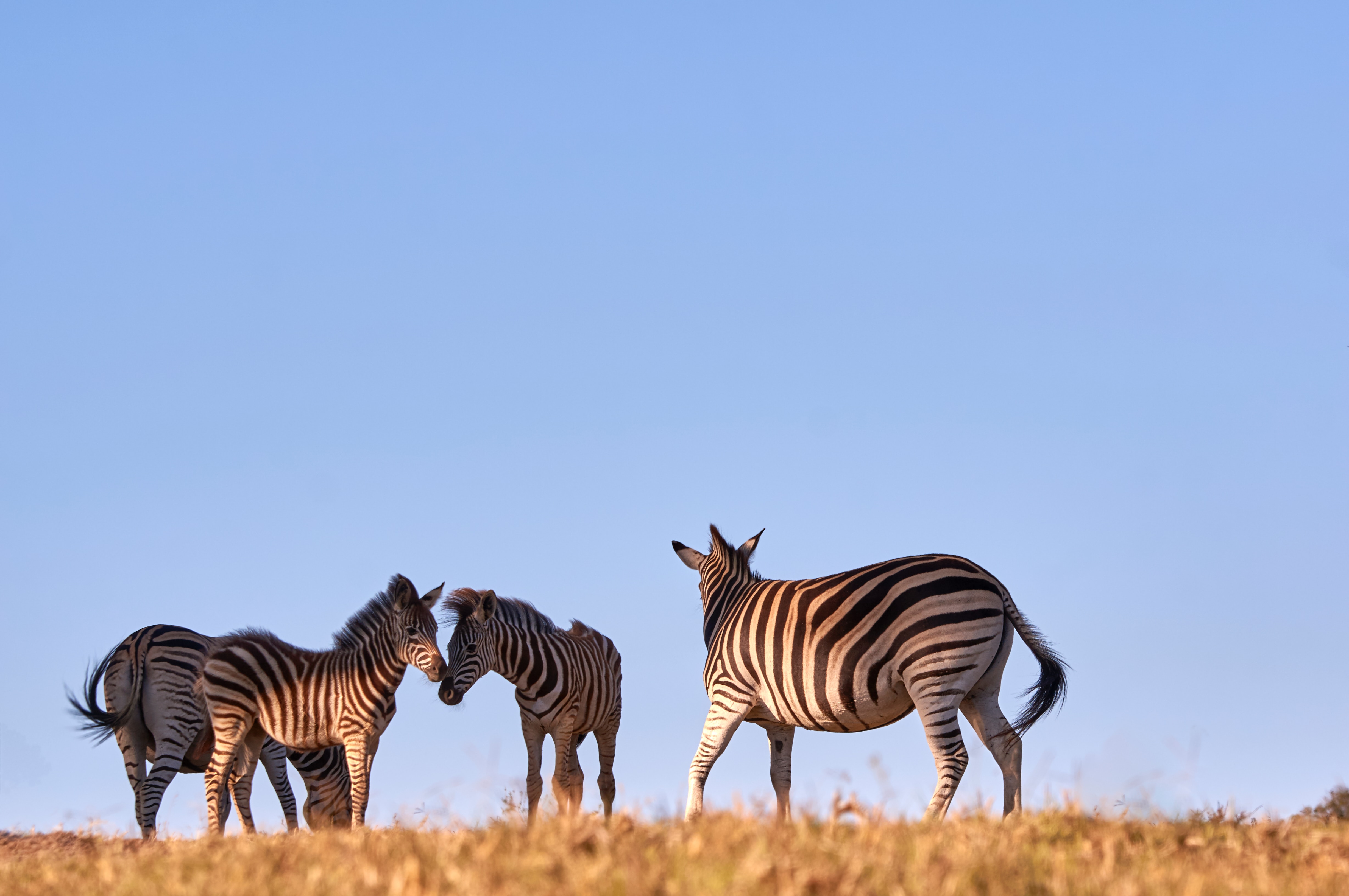 background image for - 4 Days Tanzania Mid-range Safari 