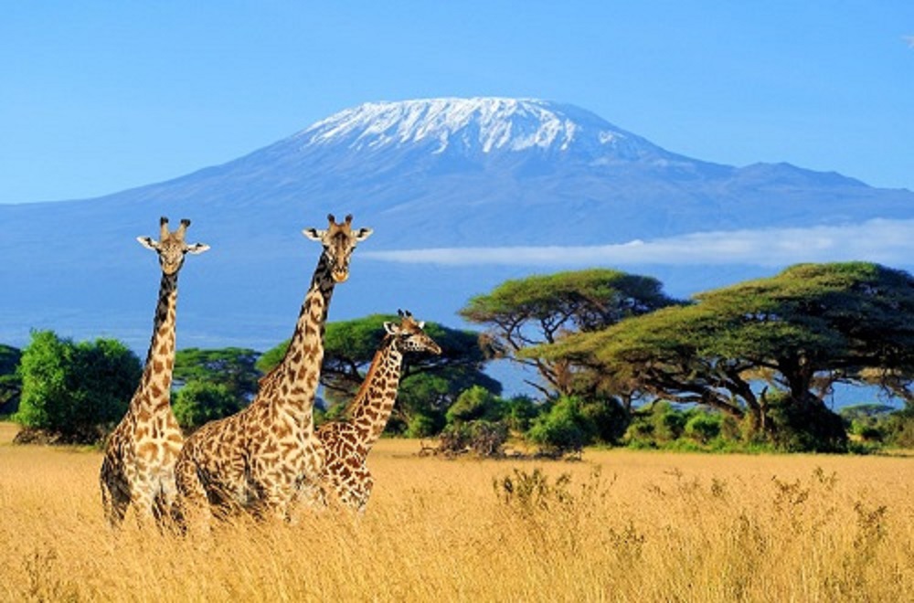 background image for - Best 10 Days Serengeti Kilimanjaro Hike