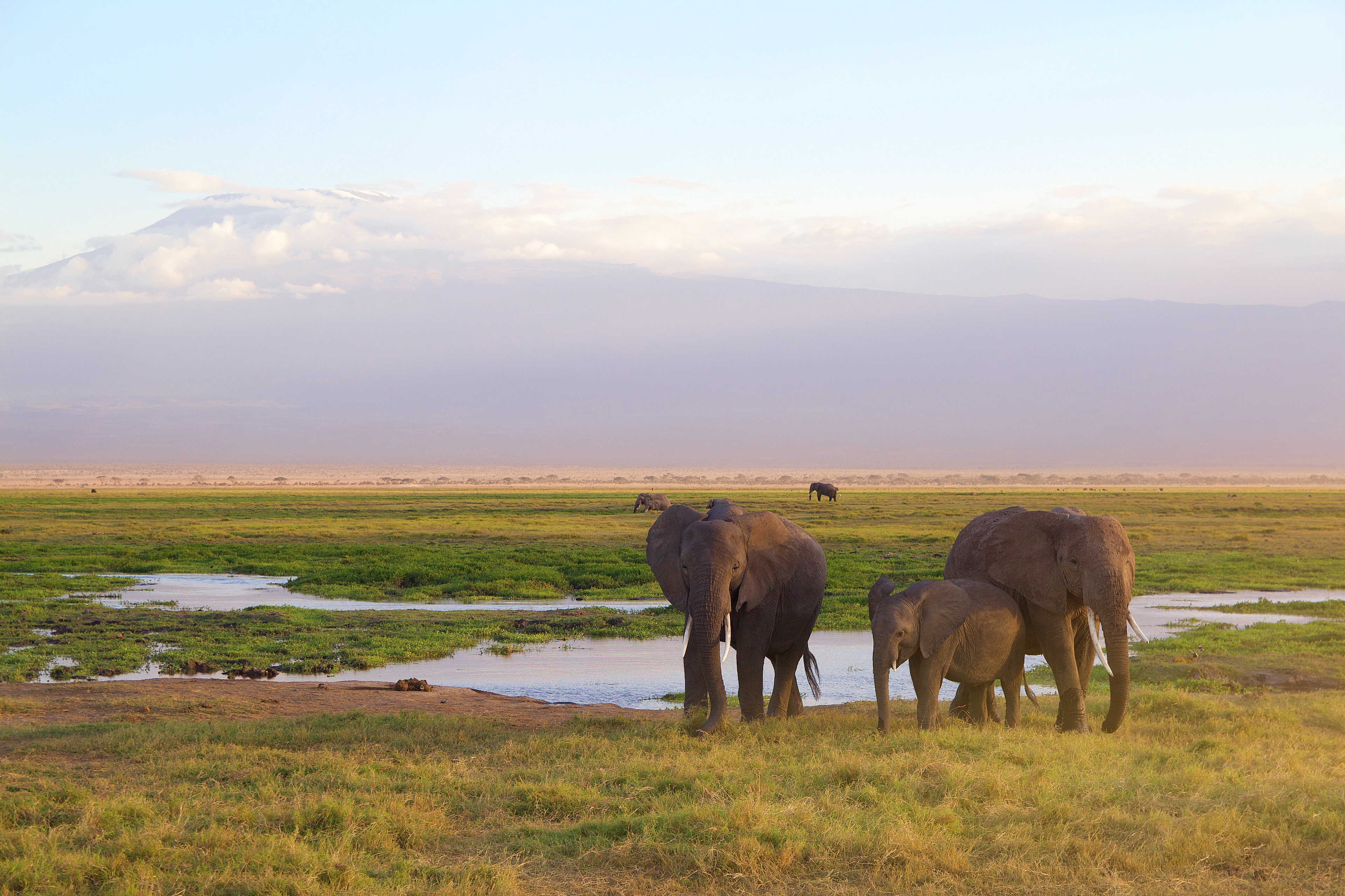 background image for - 2 Days Tanzania Luxury Safari Tarangire
