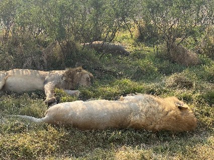 Image number 3 for  Private Safari To Northern Tanzania