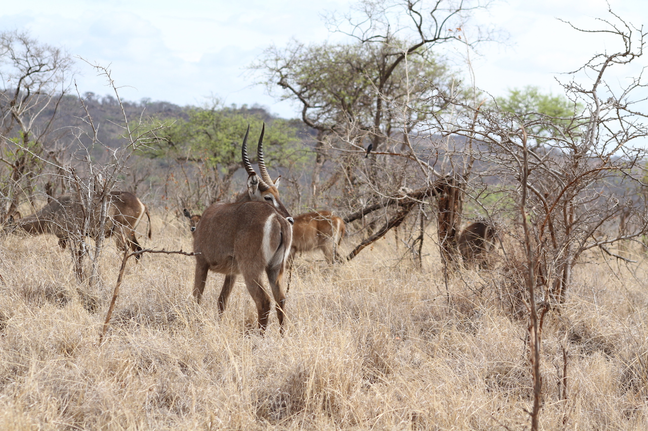 Image number 1 for 5 Days Ndutu Area Serengeti (january 