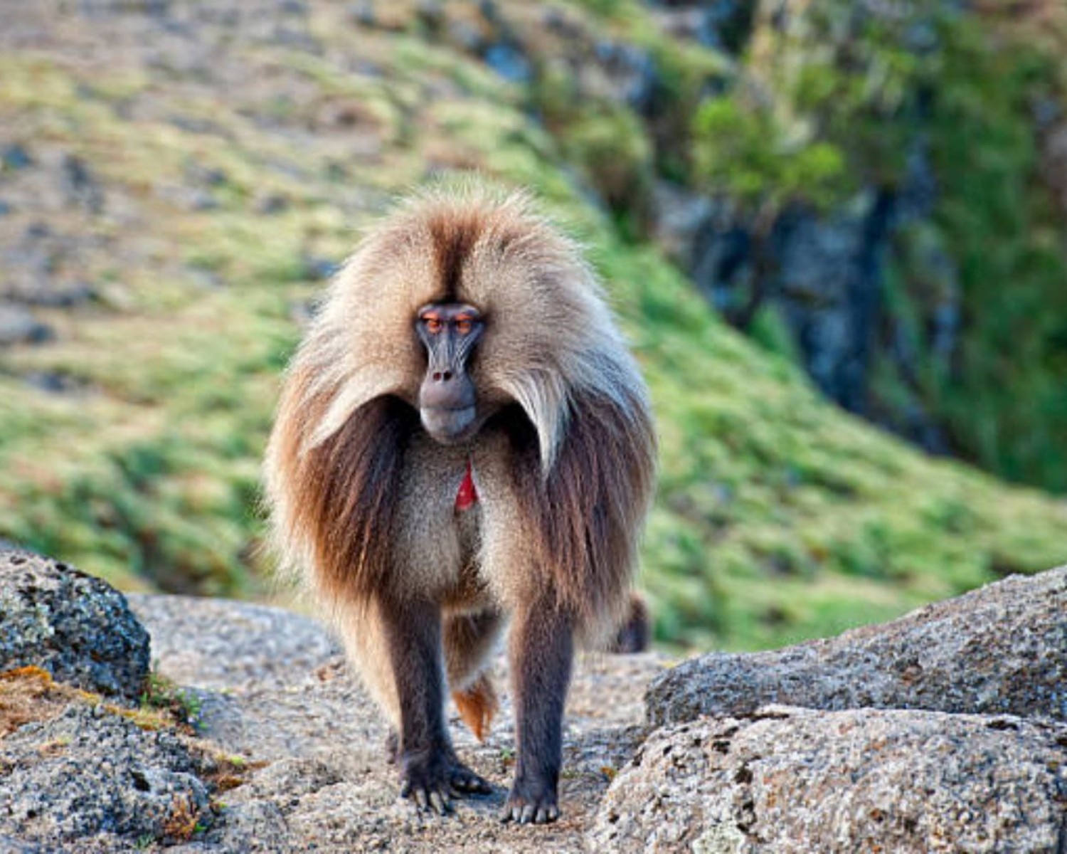 Image number 11 for 4 Days Simien Mountain Trekking & Wildlife Tour