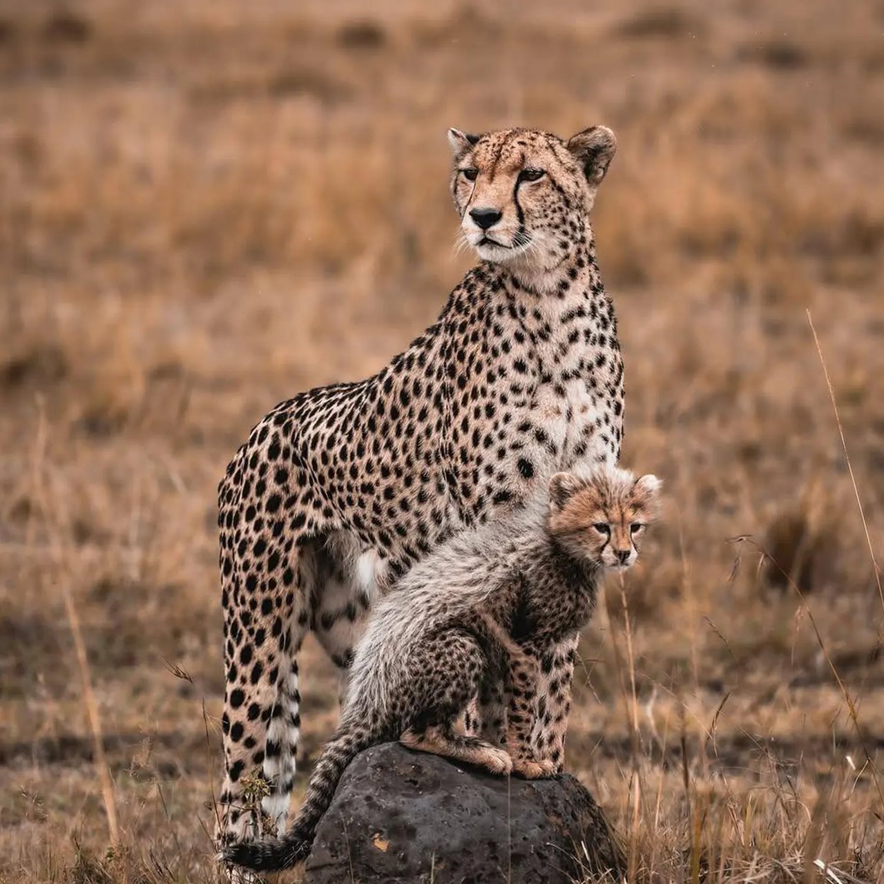 Image number 1 for 9 Days Wildlife Safari & Zanzibar Beach Holiday