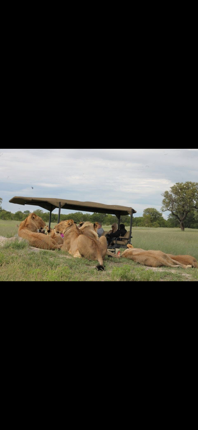 Image number 2 for Vic Falls To Chobe Day Trips 