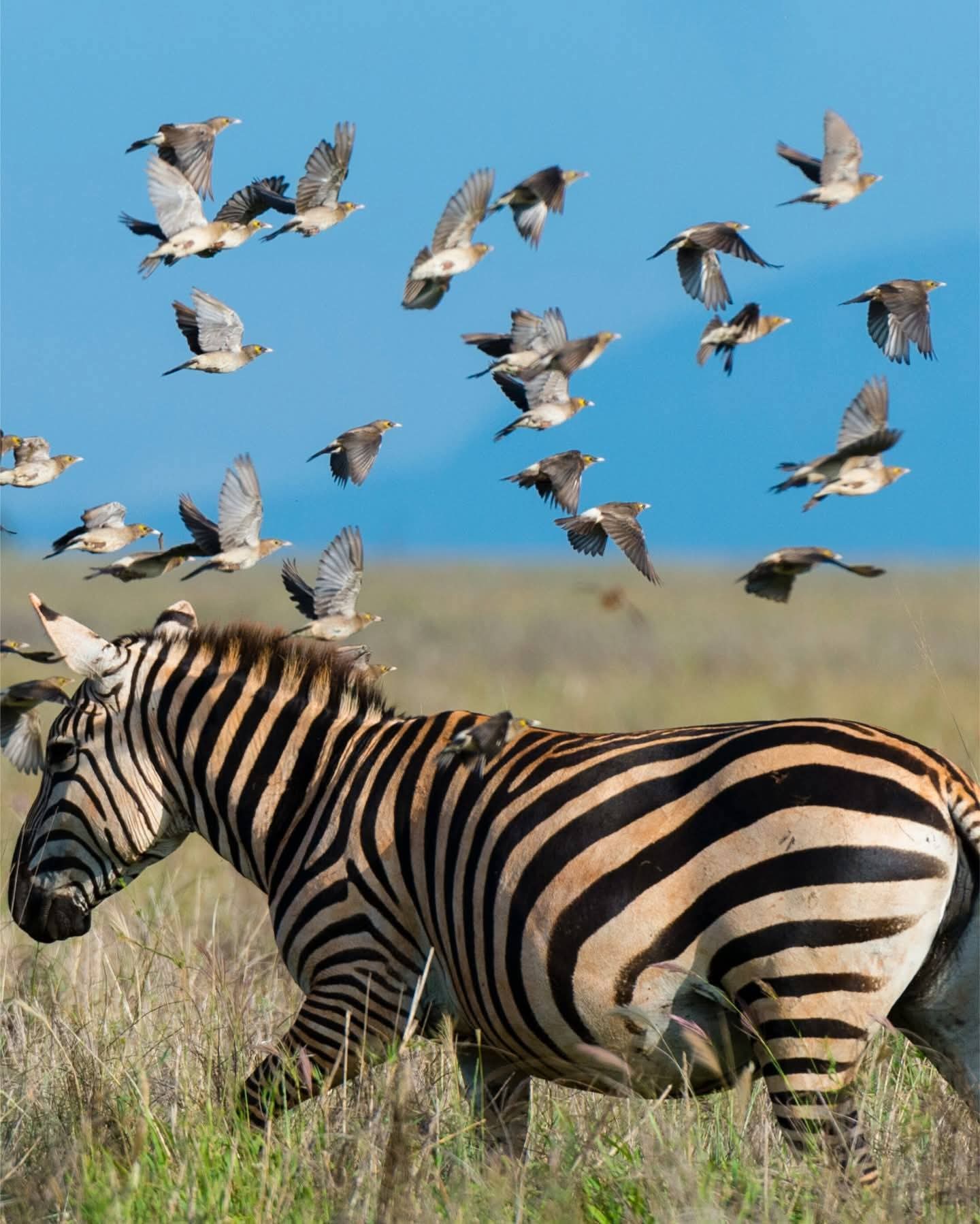 Image number 5 for Private Luxury Safari Serengeti & Ngorongoro