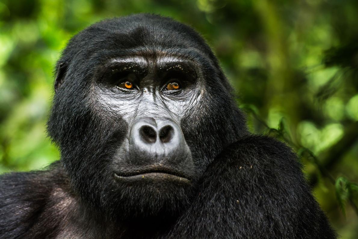 background image for - Gorillas and Chimpanzee Habituation Experience