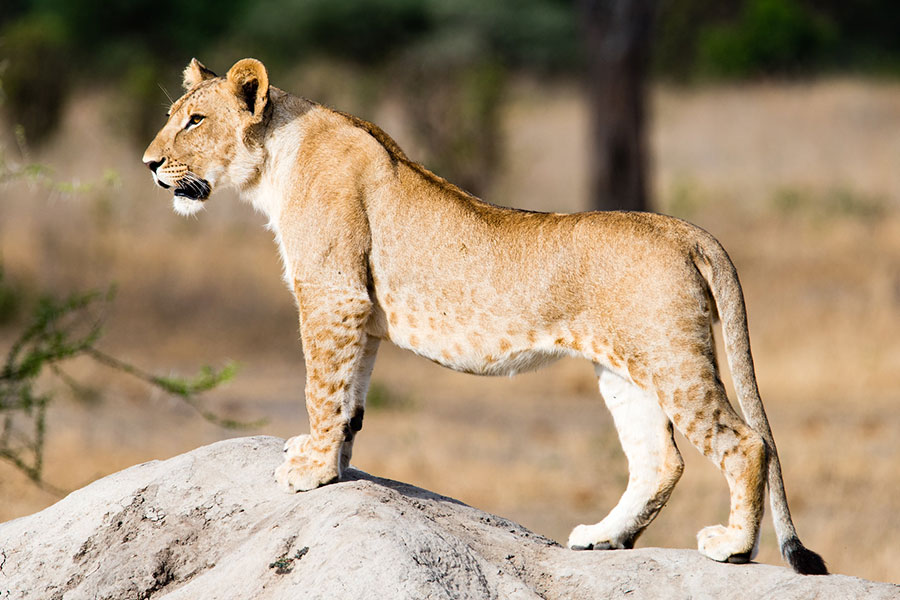 background image for - Day Trip Tour To Saadani National Park