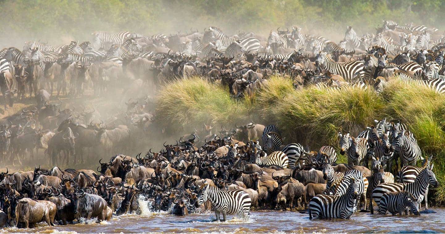 background image for - 6 Days Wildebeest Migration Safari