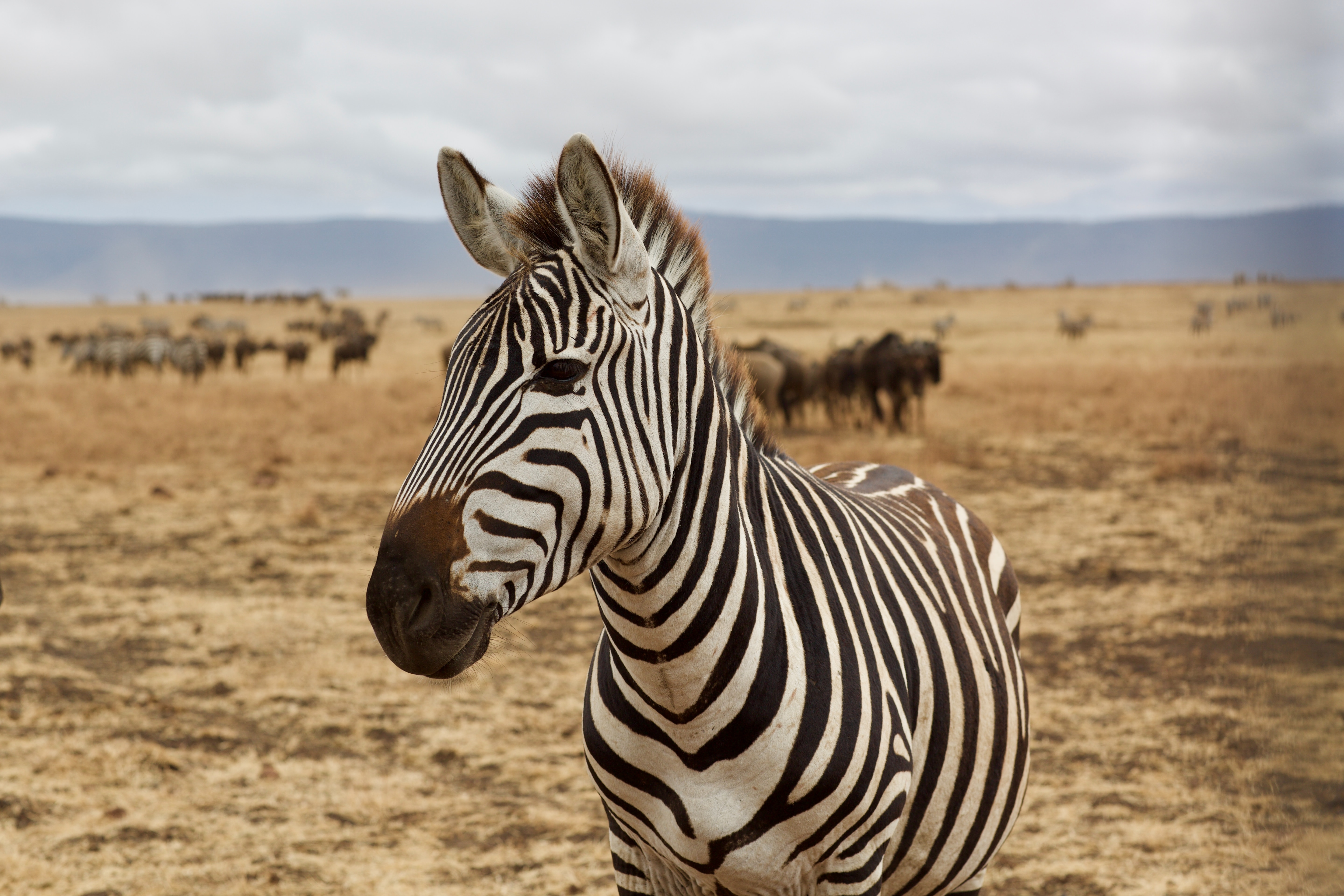 background image for -  5 Days Tanzania Serengeti Migration 