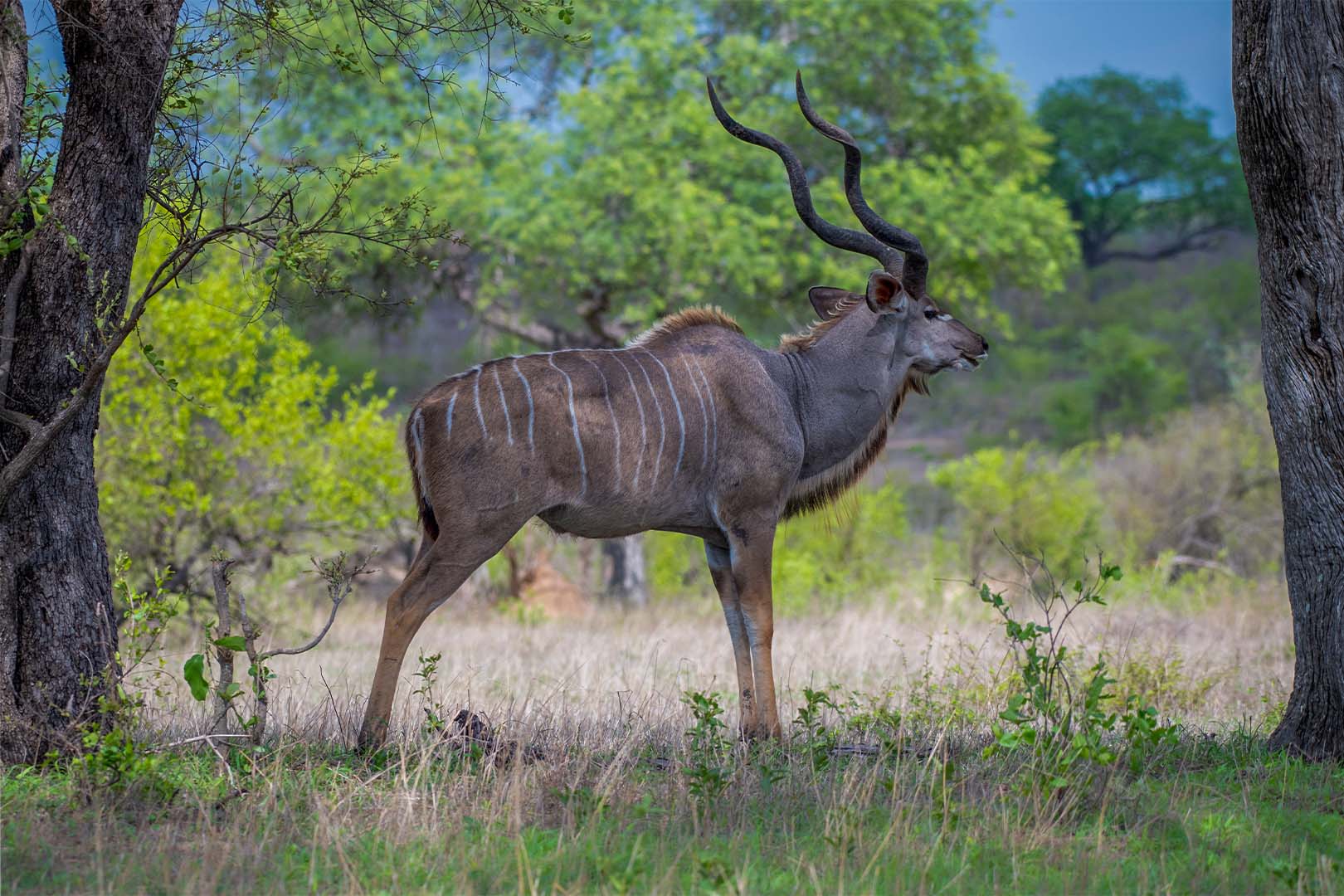 Image number 5 for 7 Days Camping Northern Zone Safari