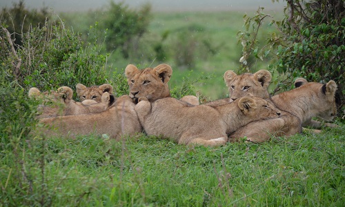 background image for - Best 10 Days Tanzania Safari