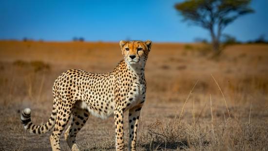 Image number 2 for 7-Day Honeymoon In The Wilderness In Tanzania