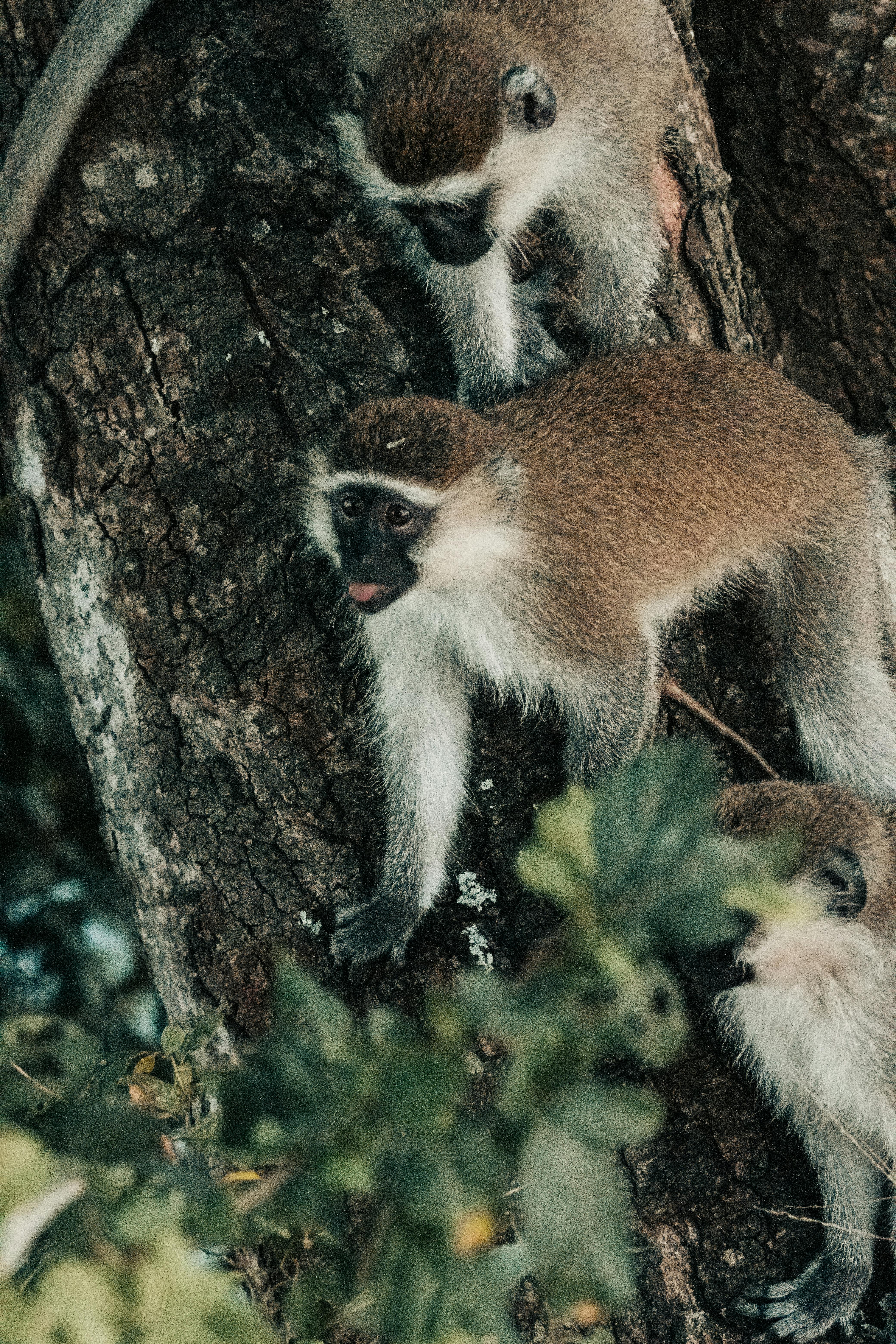 background image for - 3-Day Ruaha Np By Flight From Dar 