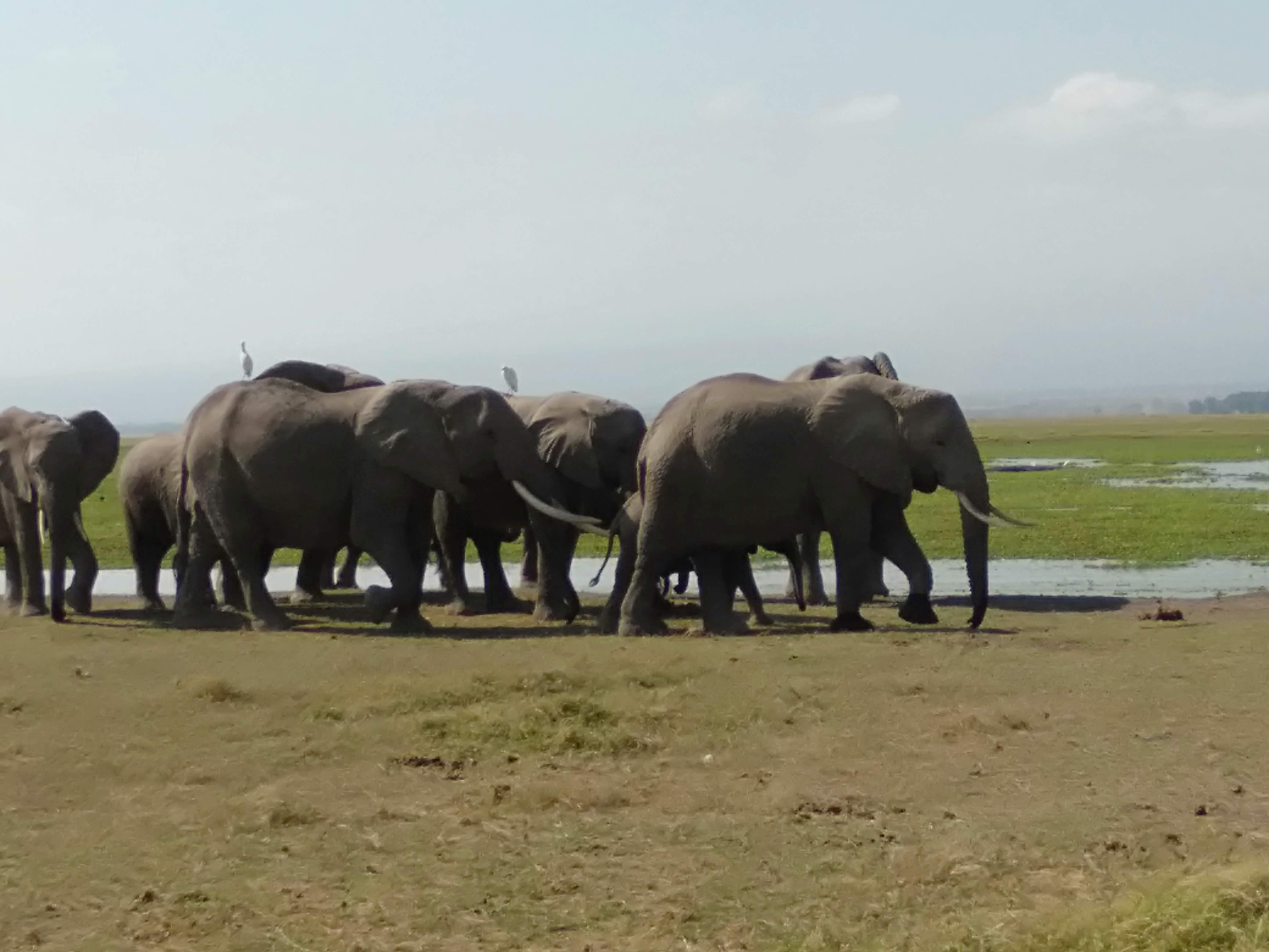 background image for - Lake Nakuru National Park/ Amboseli National Park 