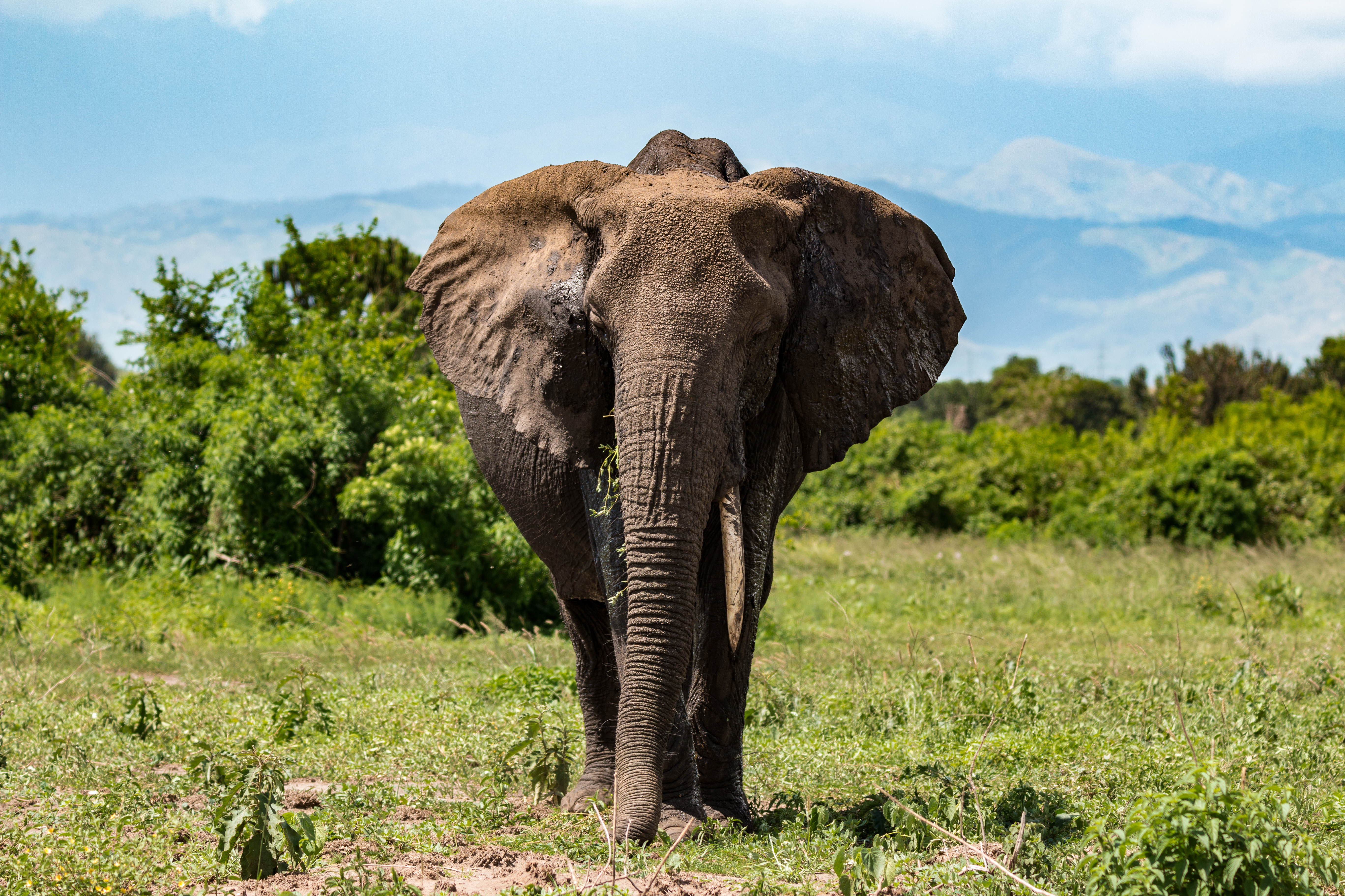 background image for - 3-Days Queen Elizabeth National Park Group Tour.