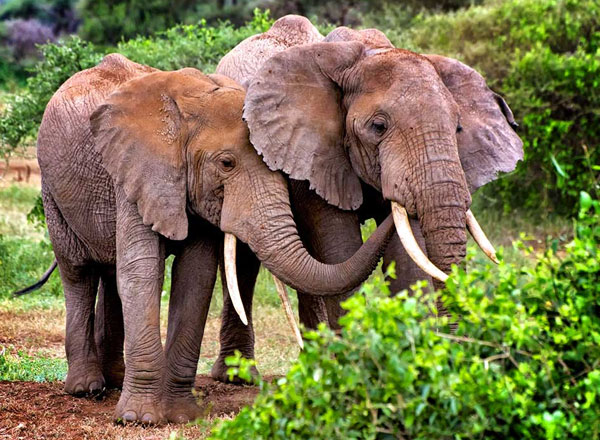 Image number 1 for 7-Day Great Shared Safari Journey