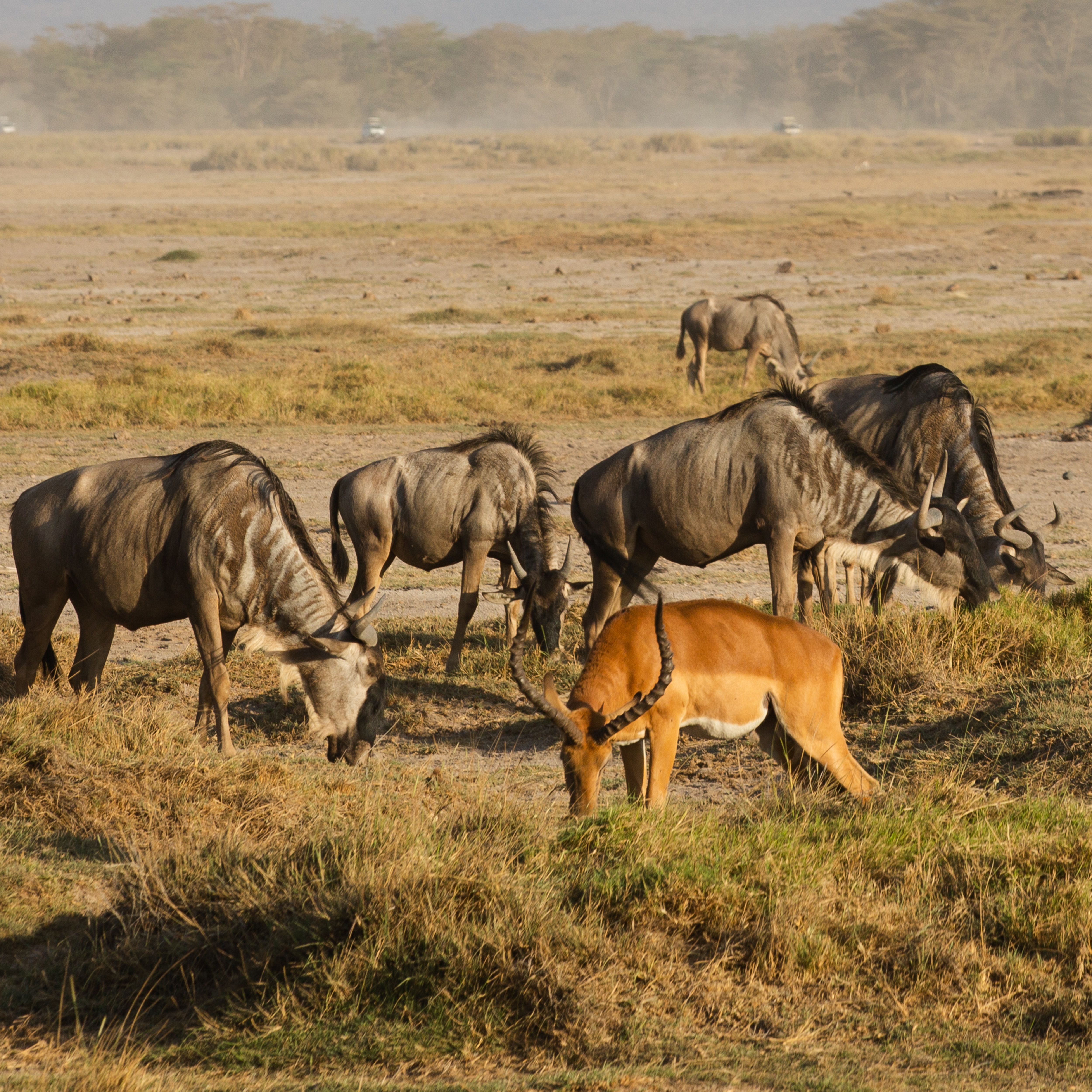 background image for -  6 Days Of Northern-serengeti