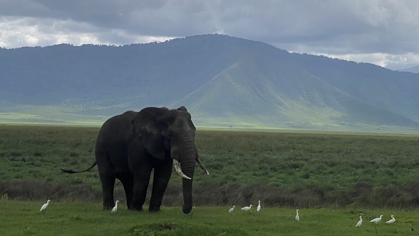 background image for - Tarangire National Park Day Tour