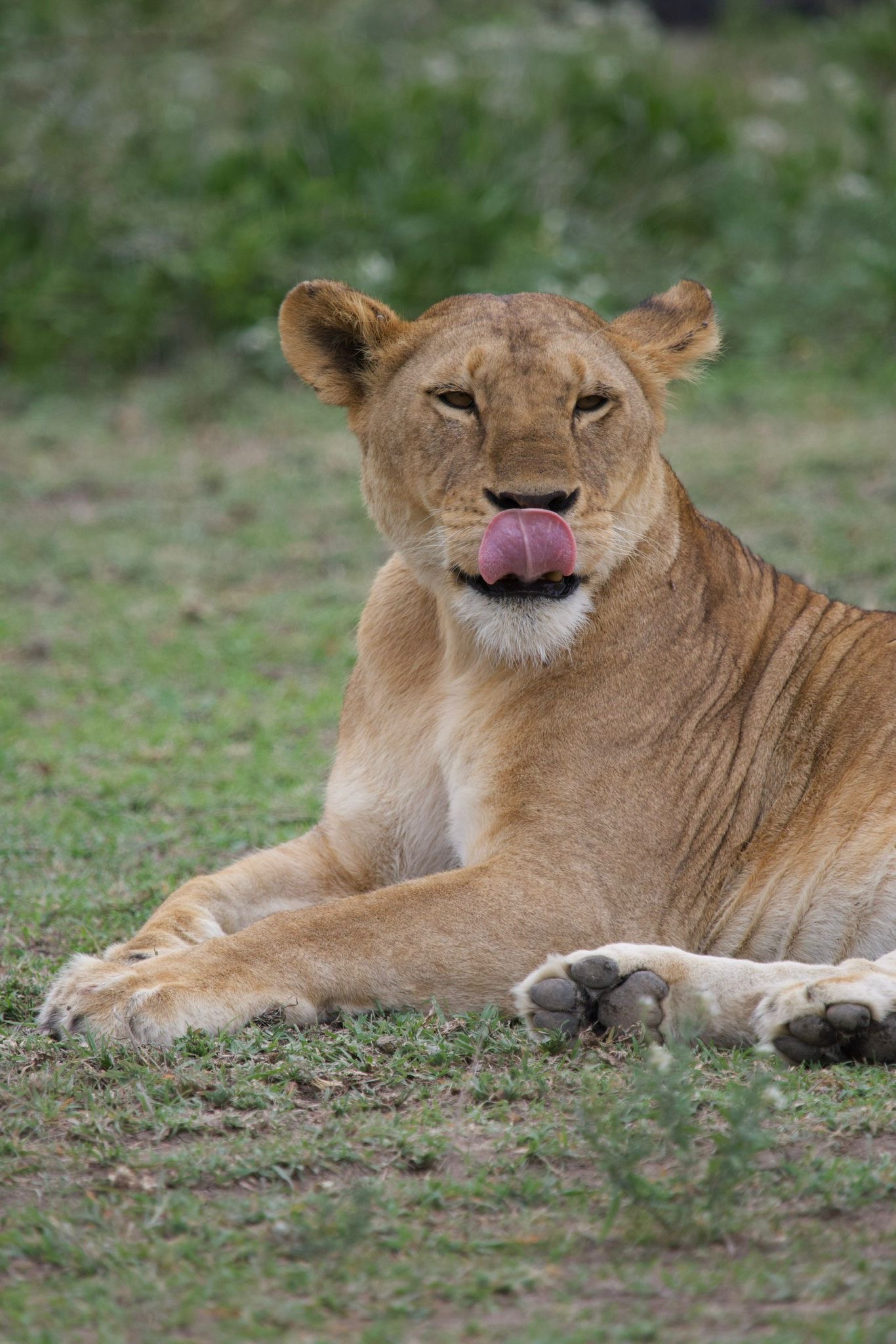 Image number 1 for 2 Days Ngorongoro & Tarangire Safari From Zanzibar 
