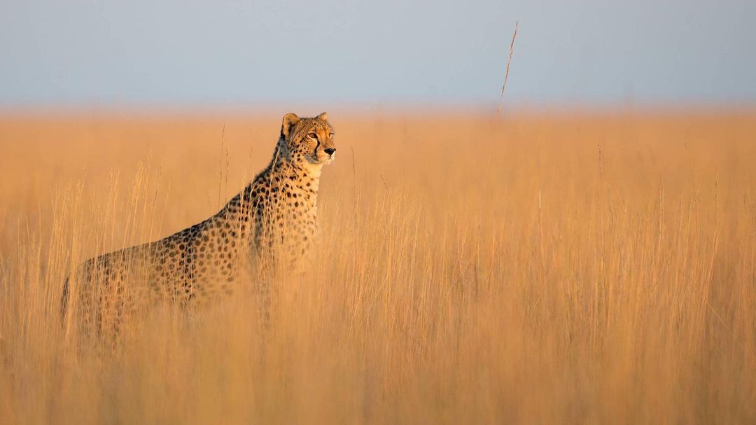 Image number 2 for 4 Days Tarangire, Serengeti & Ngorongoro