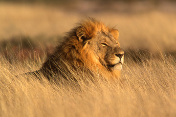 Image number 1 for Arusha Np, Tarangire, Ngorongoro & Manyara_safari