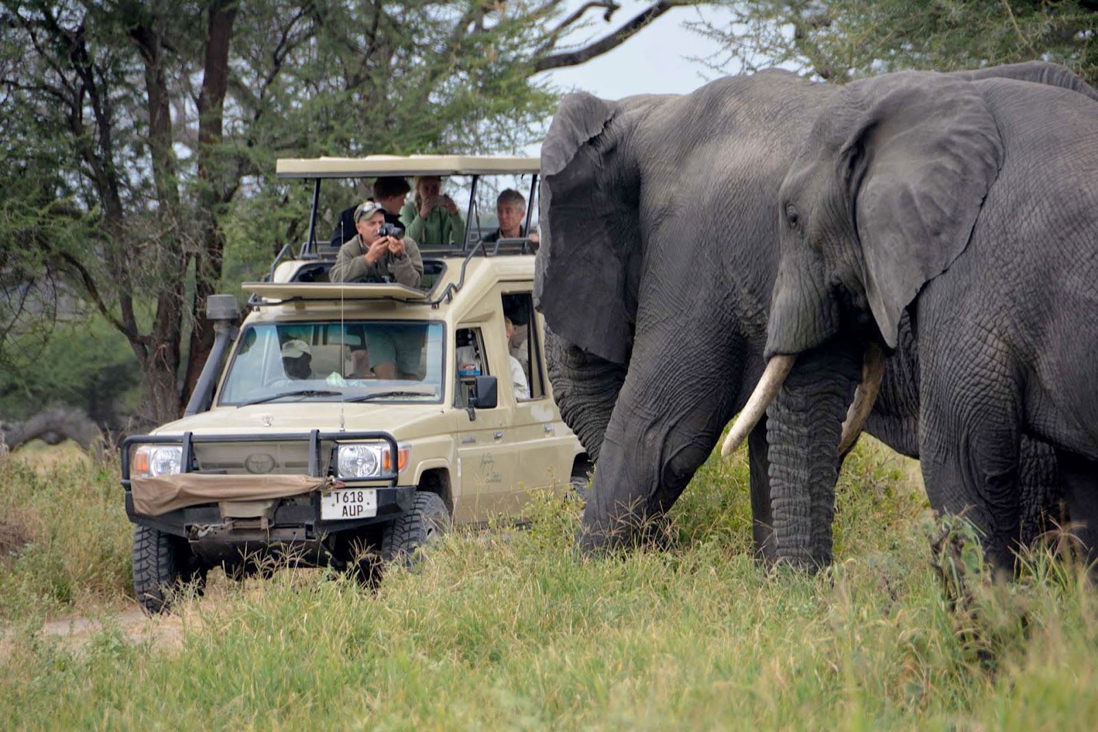 background image for -  4 Days Tanzania Lodge Safari