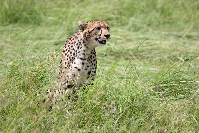 background image for -  4 Days Serengeti Calvin season safari