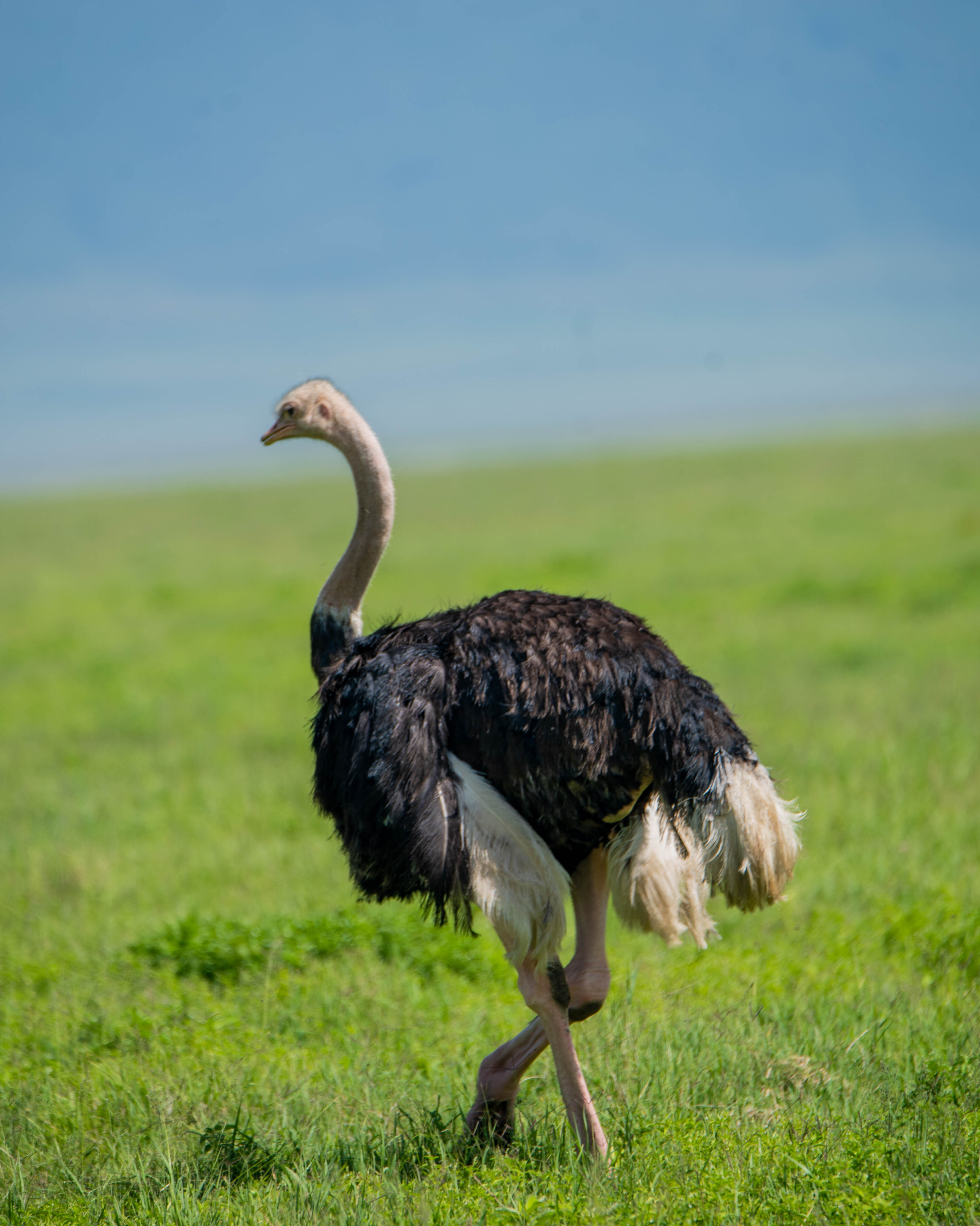 Image number 3 for 2-Day Safari From Zanzibar