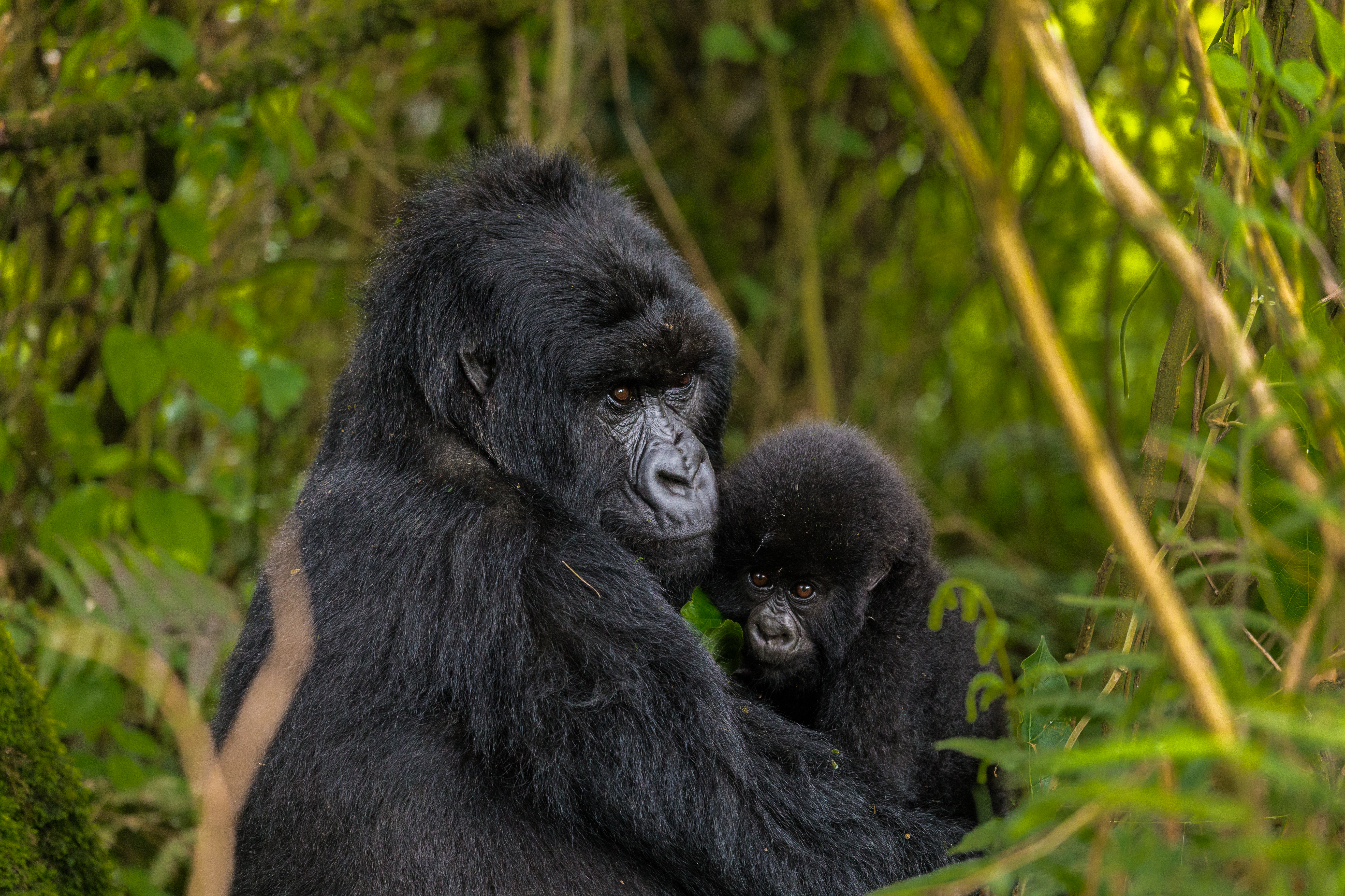 background image for - 4-Days Bwindi Gorilla Trek.