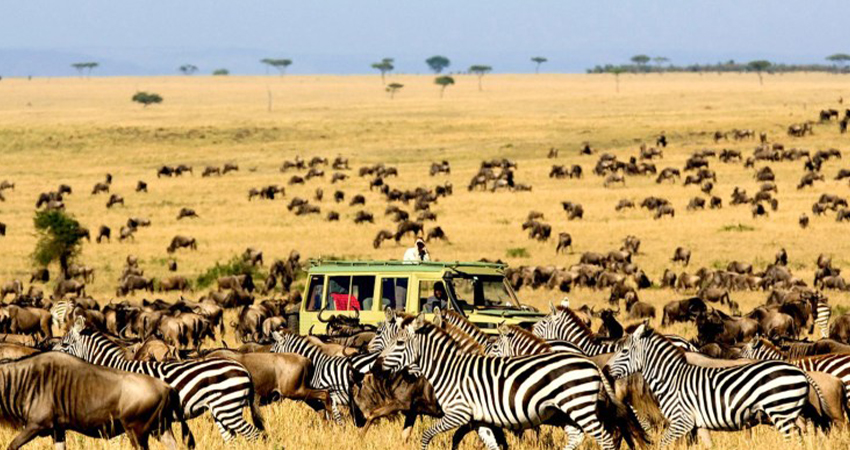 background image for - 2 Days Sharing (joining) Tanzania Safari
