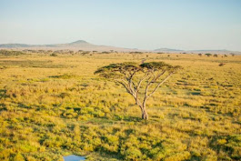 background image for - Lake Manyara National Park Day Trip
