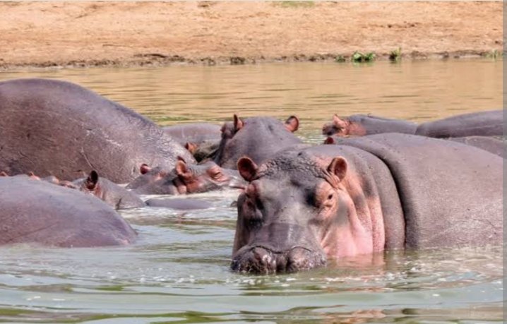 Image number 3 for Wild Uganda: 7-Day Primate & Gorilla Safari 