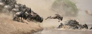 background image for -  3 Days Masai Mara Big Five Safari