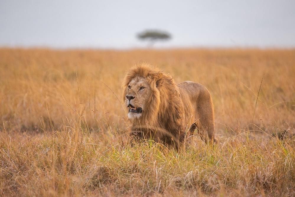 Image number 3 for High-end Tanzania Safari