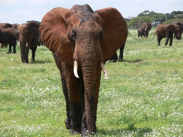 Image number 1 for Tanzania Safari Tarangire Serengeti Ngorongoro