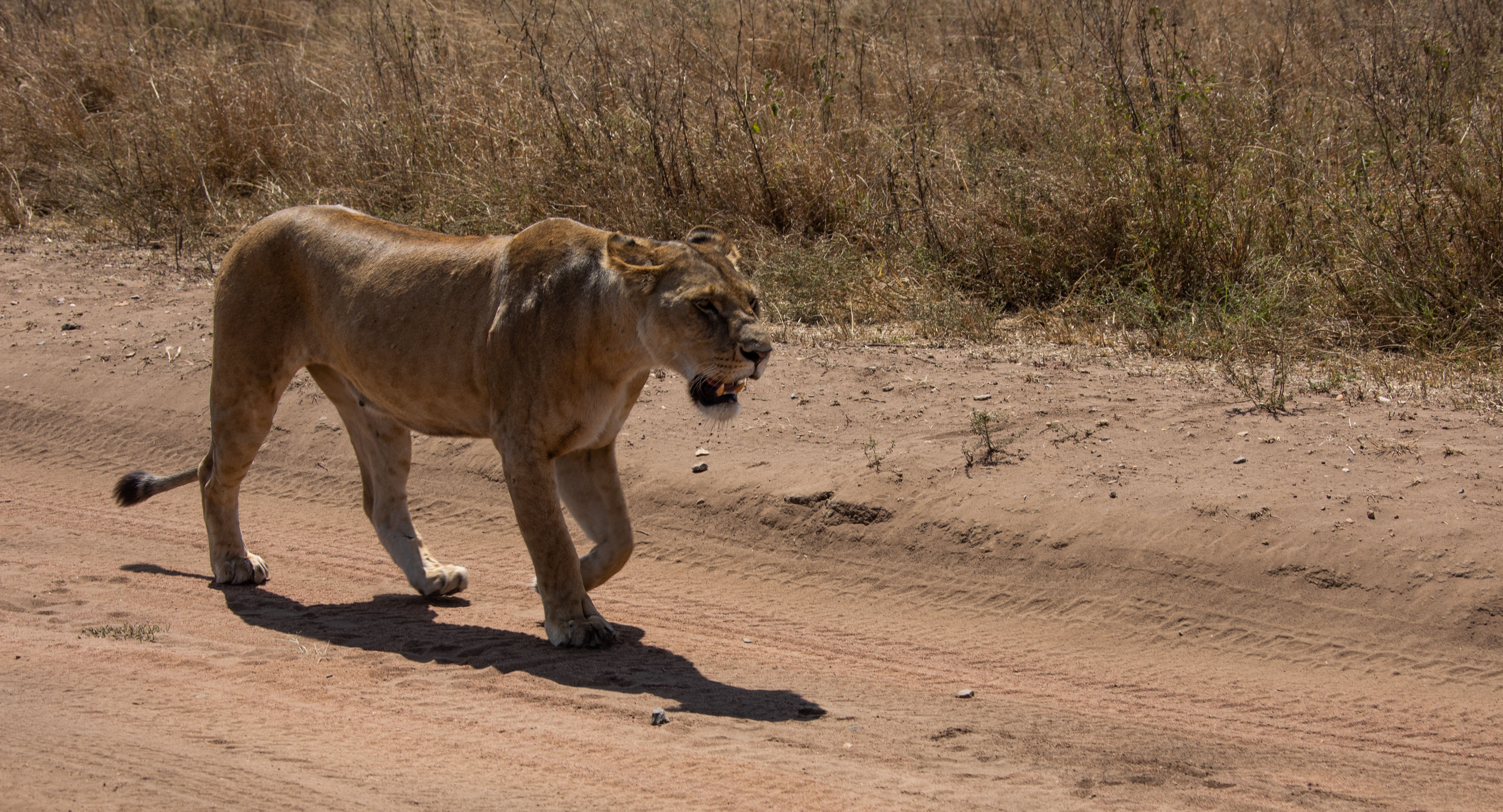 Image number 5 for Ngorongoro Crater Day Trip