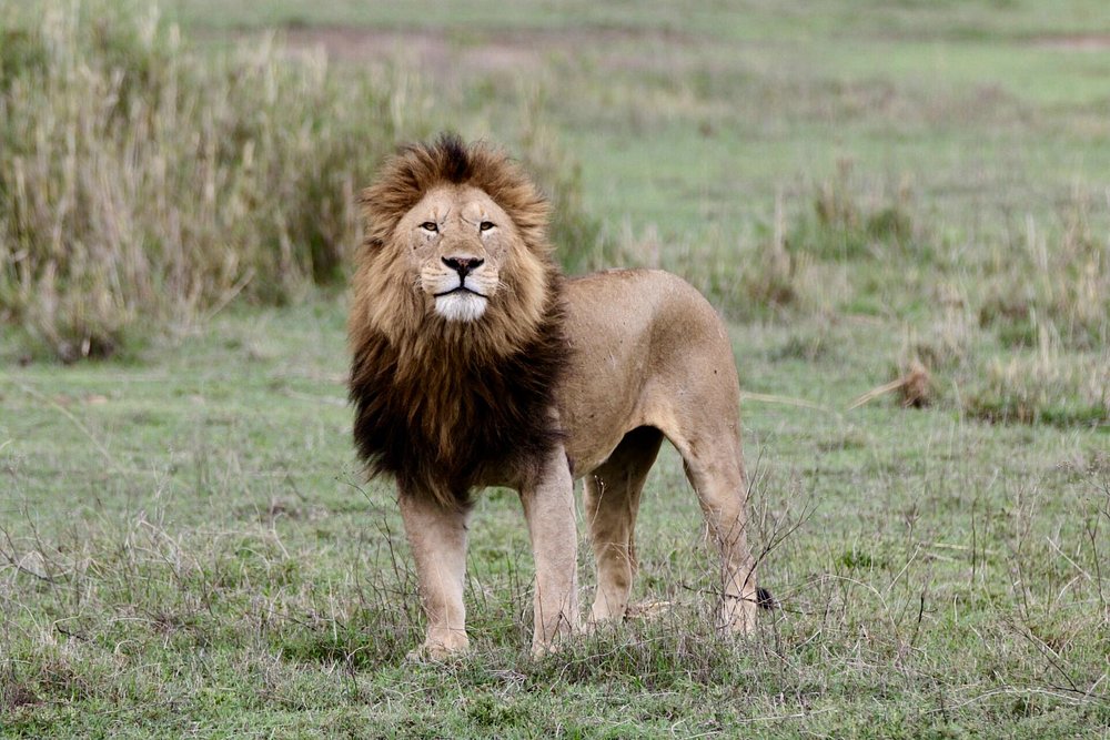 Image number 3 for 2_days_best Tarangire, Ngorongoro & Manyara Trip_safari 