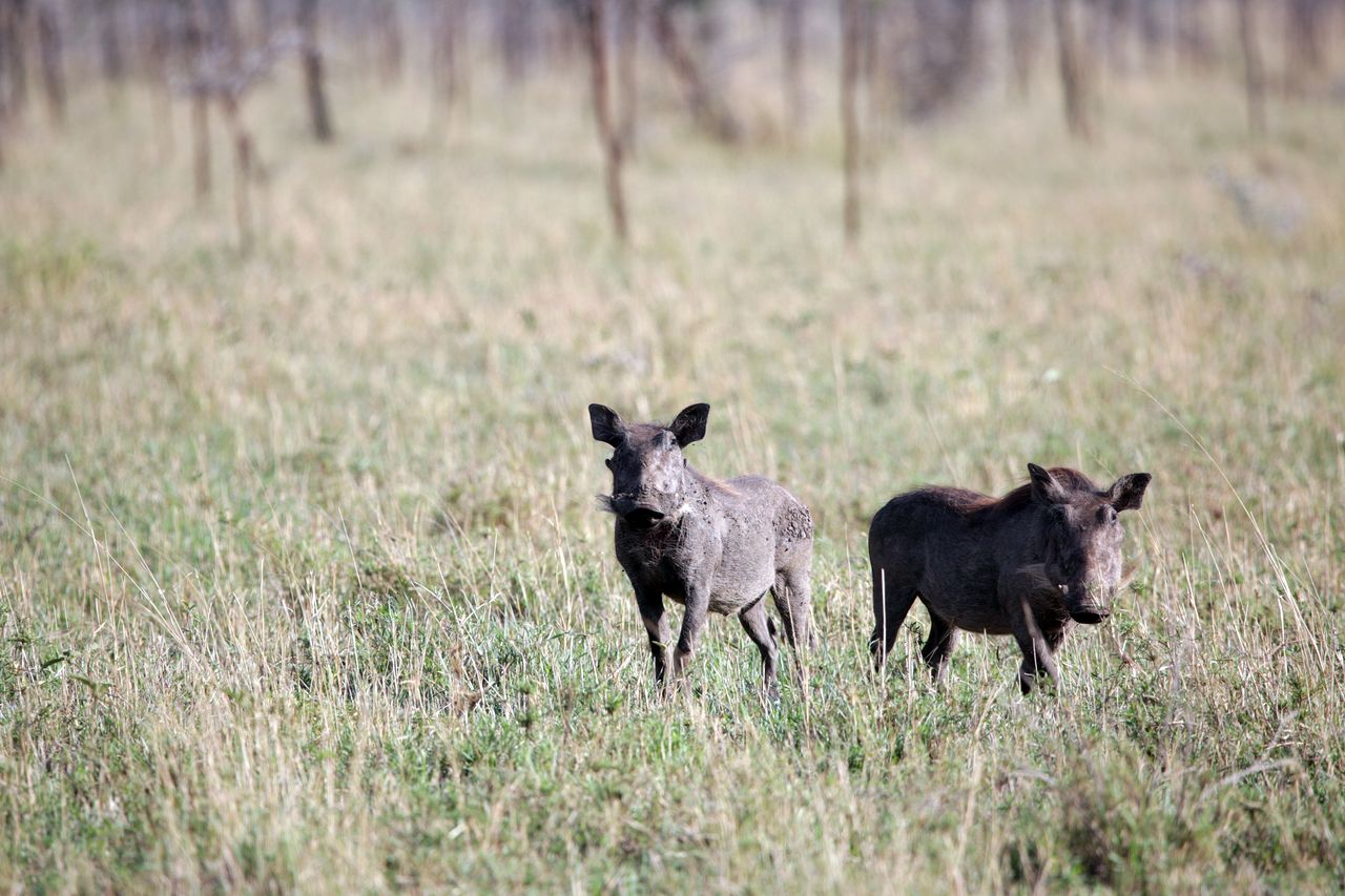 Image number 4 for 5-Days Tanzania Mid-range Safari